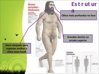 Olhos mais profundos na face Nariz alargado para suportar melhor o clima mais hostil Grandes dentes na arcada superior Estrutura 