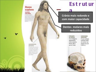 Estrutura Crânio mais redondo e com maior capacidade Dentes  molares mais reduzidos 