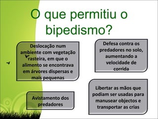 O que permitiu o bipedismo? Deslocação num ambiente com vegetação rasteira, em que o alimento se encontrava em árvores dispersas e mais pequenas Defesa contra os predadores no solo, aumentando a velocidade de corrida Avistamento dos predadores Libertar as mãos que podiam ser usadas para manusear objectos e transportar as crias 