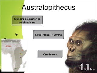 Australopithecus 4,1   M.a Omnívoros Primeiro a adaptar-se ao bipedismo SelvaTropical -> Savana 