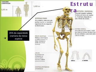 Estrutura 35% da capacidade craniana da nossa espécie 