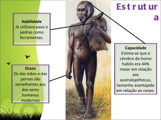 Estrutura Ossos Os das mãos e das pernas são semelhantes aos dos seres humanos modernos Capacidade Estima-se que o cérebro do homo habilis era 44% maior em relação aos australopithecus, tamanho avantajado em relação ao corpo. Habilidade Já utilizava paus e pedras como ferramentas. 