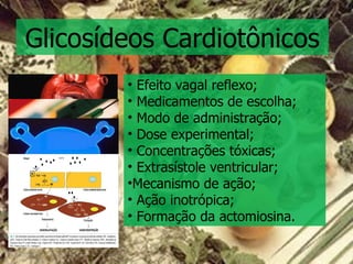 Glicosídeos Cardiotônicos Efeito vagal reflexo; Medicamentos de escolha; Modo de administração; Dose experimental; Concentrações tóxicas; Extrasístole ventricular; Mecanismo de ação; Ação inotrópica; Formação da actomiosina. 