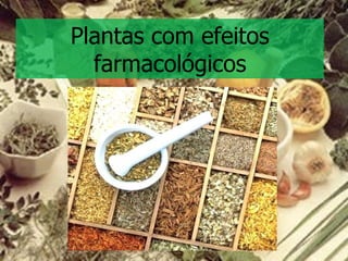 Plantas com efeitos farmacológicos 