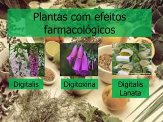 Plantas com efeitos farmacológicos Digitalis Digitoxina Digitalis Lanata 