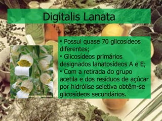 Digitalis Lanata Possui quase 70 glicosídeos diferentes; Glicosídeos primários designados lanatosídeos A e E; Com a retirada do grupo acetila e dos resíduos de açúcar por hidrólise seletiva obtêm-se glicosídeos secundários. 