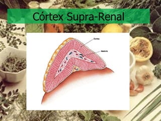 Córtex Supra-Renal 