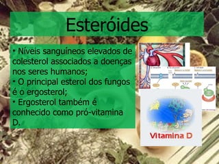 Esteróides Níveis sanguíneos elevados de colesterol associados a doenças nos seres humanos; O principal esterol dos fungos é o ergosterol; Ergosterol também é conhecido como pró-vitamina D. 