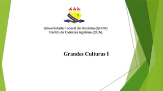 Universidade Federal de Roraima-(UFRR)
Centro de Ciências Agrárias-(CCA)
Grandes Culturas I
 