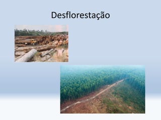 Desflorestação
 