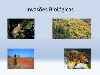 Invasões Biológicas
 