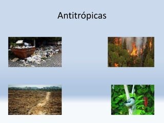 Antitrópicas
 
