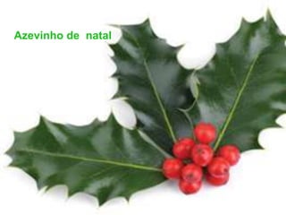 Azevinho de natal
 