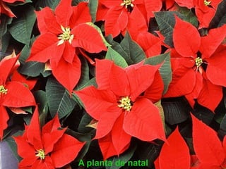 A planta de natal
 