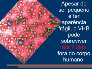 Apesar de
 ser pequeno
     e ter
  aparência
frágil, o VHB
     pode
  sobreviver
  até 7 dias
fora do corpo
   humano.
 
