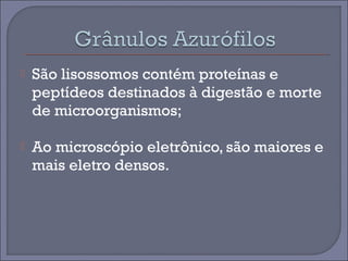  São lisossomos contém proteínas e 
peptídeos destinados à digestão e morte 
de microorganismos; 
 Ao microscópio eletrônico, são maiores e 
mais eletro densos. 
 