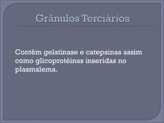  Contêm gelatinase e catepsinas assim 
como glicoprotéinas inseridas no 
plasmalema. 
 
