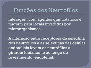  Interagem com agentes quimiotáticos e 
migram para locais invadidos por 
microorganismos; 
 A interação entre receptores de selectina 
dos neutrófilos e as selectinas das células 
endoteliais levam os neutrófilos a 
girarem lentamente ao longo do 
revestimento endotelial. 
 
