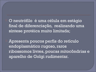  O neutrófilo é uma célula em estágio 
final de diferenciação, realizando uma 
síntese protéica muito limitada; 
 Apresenta poucos perfis do retículo 
endoplasmático rugoso, raros 
ribossomos livres, poucas mitocôndrias e 
aparelho de Golgi rudimentar. 
 