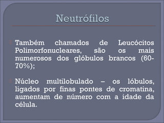  Também chamados de Leucócitos 
Polimorfonucleares, são os mais 
numerosos dos glóbulos brancos (60- 
70%); 
 Núcleo multilobulado – os lóbulos, 
ligados por finas pontes de cromatina, 
aumentam de número com a idade da 
célula. 
 