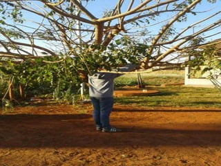 Trabalho de l. portuguesa