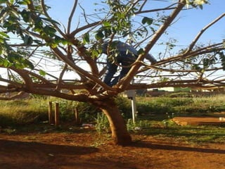 Trabalho de l. portuguesa