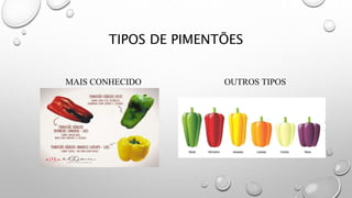 TIPOS DE PIMENTÕES
MAIS CONHECIDO OUTROS TIPOS
 