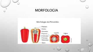 MORFOLOGIA
 