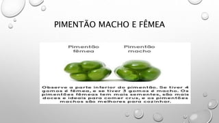 PIMENTÃO MACHO E FÊMEA
 