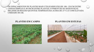 OS ESPAÇAMENTOS DE PLANTIO MAIS UTILIZADOS SÃO DE 100- 120 CM ENTRE
LINHAS SIMPLES E 40-50CM ENTRE PLANTAS. O PIMENTÃO SE DESENVOLVE
MELHOR EM REGIÃO QUENTES( TEMPERATURAACIMA DE 21º C) E COM ELEVADA
UMIDADE DO AR.
PLANTIO EM CAMPO PLANTIO EM ESTUFAS
 