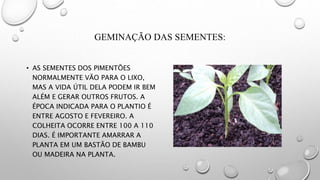 GEMINAÇÃO DAS SEMENTES:
• AS SEMENTES DOS PIMENTÕES
NORMALMENTE VÃO PARA O LIXO,
MAS A VIDA ÚTIL DELA PODEM IR BEM
ALÉM E GERAR OUTROS FRUTOS. A
ÉPOCA INDICADA PARA O PLANTIO É
ENTRE AGOSTO E FEVEREIRO. A
COLHEITA OCORRE ENTRE 100 A 110
DIAS. É IMPORTANTE AMARRAR A
PLANTA EM UM BASTÃO DE BAMBU
OU MADEIRA NA PLANTA.
 