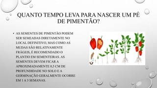 QUANTO TEMPO LEVA PARA NASCER UM PÉ
DE PIMENTÃO?
• AS SEMENTES DE PIMENTÃO PODEM
SER SEMEADAS DIRETAMENTE NO
LOCAL DEFINITIVO, MAS COMO AS
MUDAS SÃO RELATIVAMENTE
FRÁGEIS, É RECOMENDADO O
PLANTIO EM SEMENTEIRAS. AS
SEMENTES DEVEM FICAR A
APROXIMADAMENTE 0,5 CM DE
PROFUNDIDADE NO SOLO E A
GERMINAÇÃO GERALMENTE OCORRE
EM 1 A 3 SEMANAS.
 