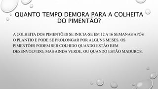 QUANTO TEMPO DEMORA PARA A COLHEITA
DO PIMENTÃO?
A COLHEITA DOS PIMENTÕES SE INICIA-SE EM 12 A 16 SEMANAS APÓS
O PLANTIO E PODE SE PROLONGAR POR ALGUNS MESES. OS
PIMENTÕES PODEM SER COLHIDO QUANDO ESTÃO BEM
DESENVOLVIDO, MAS AINDA VERDE, OU QUANDO ESTÃO MADUROS.
 