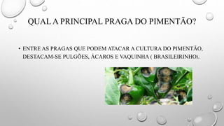 QUAL A PRINCIPAL PRAGA DO PIMENTÃO?
• ENTRE AS PRAGAS QUE PODEM ATACAR A CULTURA DO PIMENTÃO,
DESTACAM-SE PULGÕES, ÁCAROS E VAQUINHA ( BRASILEIRINHO).
 