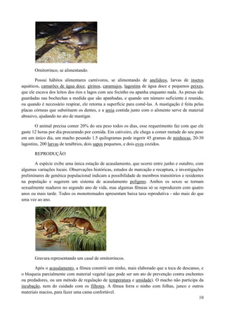 Ornitorrinco, se alimentando.

       Possui hábitos alimentares carnívoros, se alimentando de anelídeos, larvas de insetos
aquáticos, camarões de água doce, girinos, caramujos, lagostins de água doce e pequenos peixes,
que ele escava dos leitos dos rios e lagos com seu focinho ou apanha enquanto nada. As presas são
guardadas nas bochechas a medida que são apanhadas, e quando um número suficiente é reunido,
ou quando é necessário respirar, ele retorna a superfície para comê-las. A mastigação é feita pelas
placas córneas que substituem os dentes, e a areia contida junto com o alimento serve de material
abrasivo, ajudando no ato de mastigar.

        O animal precisa comer 20% do seu peso todos os dias, esse requerimento faz com que ele
gaste 12 horas por dia procurando por comida. Em cativeiro, ele chega a comer metade do seu peso
em um único dia, um macho pesando 1.5 quilogramas pode ingerir 45 gramas de minhocas, 20-30
lagostins, 200 larvas de tenébrios, dois sapos pequenos, e dois ovos cozidos.

       REPRODUÇÃO

       A espécie exibe uma única estação de acasalamento, que ocorre entre junho e outubro, com
algumas variações locais. Observações históricas, estudos de marcação e recaptura, e investigações
preliminares de genética populacional indicam a possibilidade de membros transitórios e residentes
na população e sugerem um sistema de acasalamento polígeno. Ambos os sexos se tornam
sexualmente maduros no segundo ano de vida, mas algumas fêmeas só se reproduzem com quatro
anos ou mais tarde. Todos os monotremados apresentam baixa taxa reprodutiva - não mais do que
uma vez ao ano.




       Gravura representando um casal de ornitorrincos.

       Após o acasalamento, a fêmea constrói um ninho, mais elaborado que a toca de descanso, e
o bloqueia parcialmente com material vegetal (que pode ser um ato de prevenção contra enchentes
ou predadores, ou um método de regulação de temperatura e umidade). O macho não participa da
incubação, nem do cuidado com os filhotes. A fêmea forra o ninho com folhas, junco e outros
materiais macios, para fazer uma cama confortável.
                                                                                            10
 