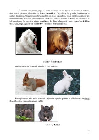 É também um grande grupo. O nome refere-se ao aos dentes pré-molares e molares,
com arestas cortantes, chamados de dentes carniceiros. Os caninos são grandes, importantes na
captura das presas. Os carnívoros terrestres têm os dedos separados e os de hábitos aquáticos têm
membranas entre os dedos, uma adaptação á natação, como as morsas, as forcas, os elefantes e os
leões-marinhos. Os terrestres são os canídeos, (cão, lobo, lobo-guará, coiote, raposa) os felídeos
(leão, tigre, onça, jaguatirica), os ursídeos (urso) e os hienídeos (hiena).




                                        ORDEM ROEDORES

       A mais numerosa ordem de mamíferos com placenta




        Ecologicamente são muito diversos. Algumas espécies passam a vida inteira no dossel
florestal , outras raramente deixam o chão




                                           Hábitos e Habitat

                                                                                               18
 
