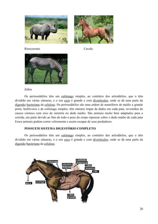Rinoceronte                                  Cavalo




       Zebra

        Os perissodátilos têm um estômago simples, ao contrário dos artiodátilos, que o têm
dividido em várias câmaras, e o seu ceco é grande e com divertículos, onde se dá uma parte da
digestão bacteriana da celulose. Os perissodátilos são uma ordem de mamíferos de médio a grande
porte, herbívoros e de estômago simples; têm número ímpar de dedos em cada pata, revestidos de
cascos córneos com eixo de simetria no dedo médio. São animais muito bem adaptados para a
corrida, em parte devido ao fato de todo o peso do corpo repousar sobre o dedo médio de cada pata
Esses animais podem correr velozmente e assim escapar de seus predadores.

       POSSUEM SISTEMA DIGESTÓRIO COMPLETO

       Os perissodátilos têm um estômago simples, ao contrário dos artiodátilos, que o têm
dividido em várias câmaras, e o seu ceco é grande e com divertículos, onde se dá uma parte da
digestão bacteriana da celulose.




                                                                                              20
 
