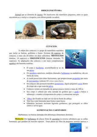 ORDEM INSETÍVORA

       Animal que se alimenta de insetos. Os insetívoros são mamíferos pequenos, entre os quais
encontram-se o ouriço e a toupeira, esta última grande cavadora.




                                              CETÁCEOS

            À ordem dos cetáceos é o grupo de mamíferos marinhos
que inclui as baleias, golfinhos e botos. Existem 86 espécies de
cetáceos, e estes são divididos em duas subordens: MISTICETOS
(baleias, 14 espécies) e ODONTOCETOS (baleias dentadas, 72
espécies). As adaptações dos cetáceos a um meio completamente
aquático são bastante notórias:

                     O corpo é fusiforme, assemelhando-se ao de
                     um peixe.
                     Os membros anteriores, também chamados barbatanas ou nadadeiras, são em
                     forma de remo.
                     A cauda possui dois lobos horizontais, que proporcionam propulsão por meio
                     de movimentos verticais DE cima e para baixo.
                     Os cetáceos não possuem membros posteriores, alguns pequenos ossos dentro
                     do corpo são o que resta da pélvis
                     Cetáceos variam em tamanho de apenas poucos metros a mais de 100 m.
                     Seu corpo é coberto por uma camada de gordura que a ajuda a baleia a
                     submergir, a manter a temperatura do corpo e a armazenar energia.

                      Olhos são fixados no lado em vez de na frente da cabeça.
                     Têm boa visão binocular para frente e para baixo.
                     Glândulas lacrimais secretam lágrimas gorduroso, que protegem os olhos
                     contra o sal na água.

                                  ALIMENTAÇÃO: CARNÍVOROS

           Barbatanas e as baleias dentadas têm diferenças alimentares distintos;

      Misticetos têm barbatanas de placas feitas de queratina (a mesma substância que as unhas
humanas), que pendem do maxilar superior. Estas placas de filtro de pequenos animais (peixes e


                                                                                            22
 