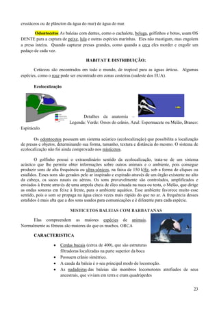 crustáceos ou de plâncton da água do mar) de água do mar.

        Odontocetos As baleias com dentes, como o cachalote, beluga, golfinhos e botos, usam OS
DENTE para a captura de peixe, lula e outras espécies marinhas. Eles não mastigam, mas engolem
a presa inteira. Quando capturar presas grandes, como quando a orca eles morder e engolir um
pedaço de cada vez.

                                    HABITAT E DISTRIBUIÇÃO:

       Cetáceos são encontrados em todo o mundo, de tropical para as águas árticas. Algumas
espécies, como o roaz pode ser encontrado em zonas costeiras (sudeste dos EUA).

       Ecolocalização




                                  Detalhes da anatomia –
                           Legenda: Verde: Ossos do crânio, Azul: Espermacete ou Melão, Branco:
Espiráculo

       Os odontocetos possuem um sistema acústico (ecolocalização) que possibilita a localização
de presas e objetos, determinando sua forma, tamanho, textura e distância do mesmo. O sistema de
ecolocalização não foi ainda comprovado nos misticetos.

        O golfinho possui o extraordinário sentido da ecolocalização, trata-se de um sistema
acústico que lhe permite obter informações sobre outros animais e o ambiente, pois consegue
produzir sons de alta frequência ou ultra-sônicos, na faixa de 150 kHz, sob a forma de cliques ou
estalidos. Esses sons são gerados pelo ar inspirado e expirado através de um órgão existente no alto
da cabeça, os sacos nasais ou aéreos. Os sons provavelmente são controlados, amplificados e
enviados à frente através de uma ampola cheia de óleo situada na nuca ou testa, o Melão, que dirige
as ondas sonoras em feixe à frente, para o ambiente aquático. Esse ambiente favorece muito esse
sentido, pois o som se propaga na água cinco vezes mais rápido do que no ar. A frequência desses
estalidos é mais alta que a dos sons usados para comunicações e é diferente para cada espécie.

                           MISTICETOS BALEIAS COM BARBATANAS

      Elas compreendem as maiores espécies de animais.
Normalmente as fêmeas são maiores do que os machos. ORCA

       CARACTERISTICA

                      Cerdas bucais (cerca de 400), que são estruturas
                      filtradoras localizadas na parte superior da boca
                      Possuem crânio simétrico.
                      A cauda da baleia é o seu principal modo de locomoção.
                      As nadadeiras das baleias são membros locomotores atrofiados de seus
                      ancestrais, que viviam em terra e eram quadrúpedes


                                                                                                 23
 