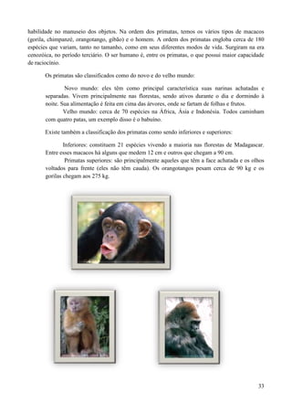habilidade no manuseio dos objetos. Na ordem dos primatas, temos os vários tipos de macacos
(gorila, chimpanzé, orangotango, gibão) e o homem. A ordem dos primatas engloba cerca de 180
espécies que variam, tanto no tamanho, como em seus diferentes modos de vida. Surgiram na era
cenozóica, no período terciário. O ser humano é, entre os primatas, o que possui maior capacidade
de raciocínio.

       Os primatas são classificados como do novo e do velho mundo:

               Novo mundo: eles têm como principal característica suas narinas achatadas e
       separadas. Vivem principalmente nas florestas, sendo ativos durante o dia e dormindo à
       noite. Sua alimentação é feita em cima das árvores, onde se fartam de folhas e frutos.
               Velho mundo: cerca de 70 espécies na África, Ásia e Indonésia. Todos caminham
       com quatro patas, um exemplo disso é o babuíno.

       Existe também a classificação dos primatas como sendo inferiores e superiores:

               Inferiores: constituem 21 espécies vivendo a maioria nas florestas de Madagascar.
       Entre esses macacos há alguns que medem 12 cm e outros que chegam a 90 cm.
                Primatas superiores: são principalmente aqueles que têm a face achatada e os olhos
       voltados para frente (eles não têm cauda). Os orangotangos pesam cerca de 90 kg e os
       gorilas chegam aos 275 kg.




                                                                                               33
 
