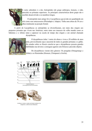 A outra subordem é a dos Antropóides (do grego anthropos, homem, e oide,
               parecido) ou primatas superiores. As principais características deste grupo são o
               encéfalo desenvolvido e os membros longos.

                       O antropóide mais antigo foi o Lacypithecus que já não era quadrúpede em
               solo como seus antecessores (Plesiadapis e Adapis). Tinha uma altura de 50 cm e
               olhos totalmente na posição frontal.

      A partir do Lacypithecus os antropóides se diversificaram, um ramo deu origem aos
pequenos primatas que vivem nas Américas, outro ramo aos macacos do velho mundo como os
babuínos e o último ramo a aparecer na escala de tempo deu origem a um animal chamado
                     dryopithecus.

                            O dryopithecus tinha 1 metro de altura e viveu a 20 milhões de anos
                    atrás, provavelmente seja o ancestral de todos os grandes primatas e o gibão.
                    De estudos sobre os fósseis conclui-se que o dryopithecus possuía grandes
                    habilidades nas árvores e conseguia agarrar com firmeza e precisão objetos.

                           Do dryopithecus vieram dois gêneros: Os pongidae (Orangotango e
                    Gibão) e os Hominidae (Homem, Chimpanzé e Gorila).




                                                                                              35
 