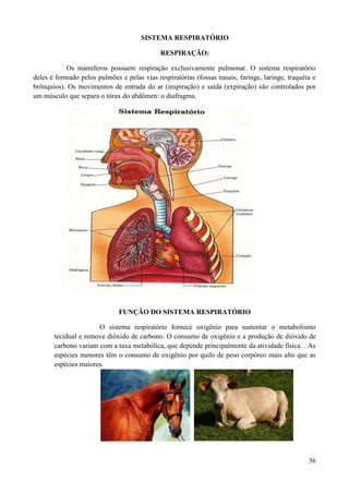 SISTEMA RESPIRATÓRIO

                                             RESPIRAÇÃO:

            Os mamíferos possuem respiração exclusivamente pulmonar. O sistema respiratório
deles é formado pelos pulmões e pelas vias respiratórias (fossas nasais, faringe, laringe, traquéia e
brônquios). Os movimentos de entrada do ar (inspiração) e saída (expiração) são controlados por
um músculo que separa o tórax do abdômen: o diafragma.




                              FUNÇÃO DO SISTEMA RESPIRATÓRIO

                      O sistema respiratório fornece oxigênio para sustentar o metabolismo
       tecidual e remove dióxido de carbono. O consumo de oxigênio e a produção de dióxido de
       carbono variam com a taxa metabólica, que depende principalmente da atividade física. . As
       espécies menores têm o consumo de oxigênio por quilo de peso corpóreo mais alto que as
       espécies maiores.




                                                                                                  36
 