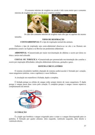 O consumo máximo de oxigênio no cavalo é três vezes maior que o consumo
       máximo de oxigênio em uma vaca de peso corpóreo similar.




                  Os cães têm consumo máximo de oxigênio mais alto que os caprinos de mesmo
       tamanho.
                              TIPOS DE RESPIRAÇÃO
             COSTOABDOMINAL=É o tipo de respiração normal dos animais.

      Embora o tipo de respiração seja costo-abdominal observa-se no cão e no Homem um
predomínio costal e no Eqüino e no Bovino um predomínio abdominal.

        ABDOMINAL =Caracterizada por maior movimentação do abdome e ocorre por dores no
tórax e arreio mal colocado

       COSTAL OU TORÁCICA =Caracterizada por pronunciada movimentação das costelas e
ocorre por respiração dificultada e afecções abdominais dolorosas, gestação e gases.

                                   SISTEMA CIRCULATÓRIO

       O sistema circulatório também chamado de sistema cardiovascular é formado por: coração,
vasos sanguíneos (artérias, veias e capilares) e vasos linfáticos.

      A circulação nos mamíferos é fechada, dupla e completa.

      É fechada porque as células do sangue estão sempre dentro de vasos sanguíneos. É dupla
porque o sangue passa duas vezes pelo coração. É completa porque o sangue venoso separa-se
completamente do arterial.




      O CORAÇÃO

       É o órgão que bombeia o sangue oxigenado para o corpo e o sangue desoxigenado para os
pulmões. É formado por quatro câmaras: átrio esquerdo, ventrículo esquerdo, átrio direito e
ventrículo direito.

                                                                                           37
 