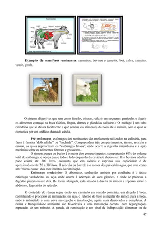 Exemplos de mamíferos ruminantes: carneiros, bovinos e camelos, boi, cabra, carneiro,
veado, girafa.




        O sistema digestivo, que tem como função, triturar, reduzir em pequenas partículas e digerir
os alimentos começa na boca (lábios, língua, dentes e glândulas salivares). O esôfago é um tubo
cilíndrico que se dilata facilmente e que conduz os alimentos da boca até o rúmen, com o qual se
comunica por um orifício chamado cárdia.

             Pré-estômagos- estômagos dos ruminantes são amplamente utilizados na culinária, para
fazer à famosa “dobradinha” ou “buchada”. Compreendem três compartimentos, rúmen, retículo e
omaso, os quais representam os “estômagos falsos”, onde ocorre a digestão microbiana e a ação
mecânica sobre os alimentos fibrosos e grosseiros.
             O rúmen, pança ou bucho é o maior dos compartimentos, comportando 80% do volume
total do estômago, e ocupa quase todo o lado esquerdo da cavidade abdominal. Em bovinos adultos
pode conter até 200 litros, enquanto que em ovinos e caprinos sua capacidade é de
aproximadamente 20 a 30 litros. O retículo ou barrete é o menor dos pré-estômagos, que atua como
um "marca-passo” dos movimentos da ruminação.
             Estômago verdadeiro- O Abomaso, conhecido também por coalheira é o único
estômago verdadeiro, ou seja, onde ocorre à secreção de suco gástrico, e onde se processa a
digestão propriamente dita. De forma alongada, está situado à direita do rúmen e repousa sobre o
abdômen, logo atrás do retículo.

        O conteúdo do rúmen segue então seu caminho em sentido contrário, em direção à boca,
constituindo o processo de ruminação, ou seja, o retorno do bolo alimentar do rúmen para a boca,
onde é submetido a uma nova mastigação e insalivação, agora mais demoradas e completas. A
calma e tranqüilidade ambiental são favoráveis a uma ruminação correta, com regurgitações
espaçadas de um minuto. A parada da ruminação é um sinal de indisposição alimentar ou de

                                                                                                 47
 