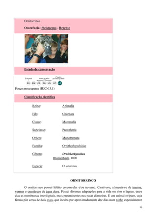 Ornitorrinco

       Ocorrência: Pleistoceno - Recente




       Estado de conservação




Pouco preocupante (IUCN 3.1)

       Classificação científica

             Reino:                 Animalia

             Filo:                  Chordata

             Classe:                Mammalia

             Subclasse:             Prototheria

             Ordem:                 Monotremata

             Família:               Ornithorhynchidae

             Género:               Ornithorhynchus
                             Blumenbach, 1800

             Espécie:               O. anatinus



                                           ORNITORRINCO

        O ornitorrinco possui hábito crepuscular e/ou noturno. Carnívoro, alimenta-se de insetos,
vermes e crustáceos de água doce. Possui diversas adaptações para a vida em rios e lagoas, entre
elas as membranas interdigitais, mais proeminentes nas patas dianteiras. É um animal ovíparo, cuja
fêmea põe cerca de dois ovos, que incuba por aproximadamente dez dias num ninho especialmente

                                                                                                6
 