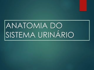 ANATOMIA DO
SISTEMA URINÁRIO
 
