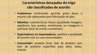 Características desejadas do trigo
são classificadas de acordo:
• Produtores: rendimento agrícola, grãos duros e
escuros são adequados para fabricação de pão;
• Moinhos: características físicas (qualidade moagem,
aparência, boa quebra, rendimento na moagem) e
químicas (teor de amido e proteínas);
• Exportadores ou importadores: padrões e qualidade
de acordo com as suas necessidades;
• Consumidor: produto final, tipo de produto com
teor de proteína específico para pães, bolos,
massas.
 