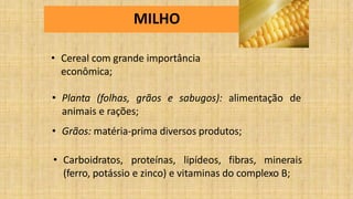 MILHO
• Cereal com grande importância
econômica;
• Planta (folhas, grãos e sabugos): alimentação de
animais e rações;
• Grãos: matéria-prima diversos produtos;
• Carboidratos, proteínas, lipídeos, fibras, minerais
(ferro, potássio e zinco) e vitaminas do complexo B;
 