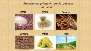 Exemplos dos principais cereais com maior
consumo:
Cevada
Centeio
Arroz Aveia
Milho Trigo
 