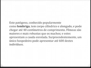 Este patógeno, conhecido popularmente
como lombriga, tem corpo cilíndrico e alongado, e pode
chegar até 40 centímetros de comprimento. Fêmeas são
maiores e mais robustas que os machos; e estes
apresentam a cauda enrolada. Surpreendentemente, um
único hospedeiro pode apresentar até 600 destes
indivíduos.
 